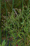 Fringed willowherb